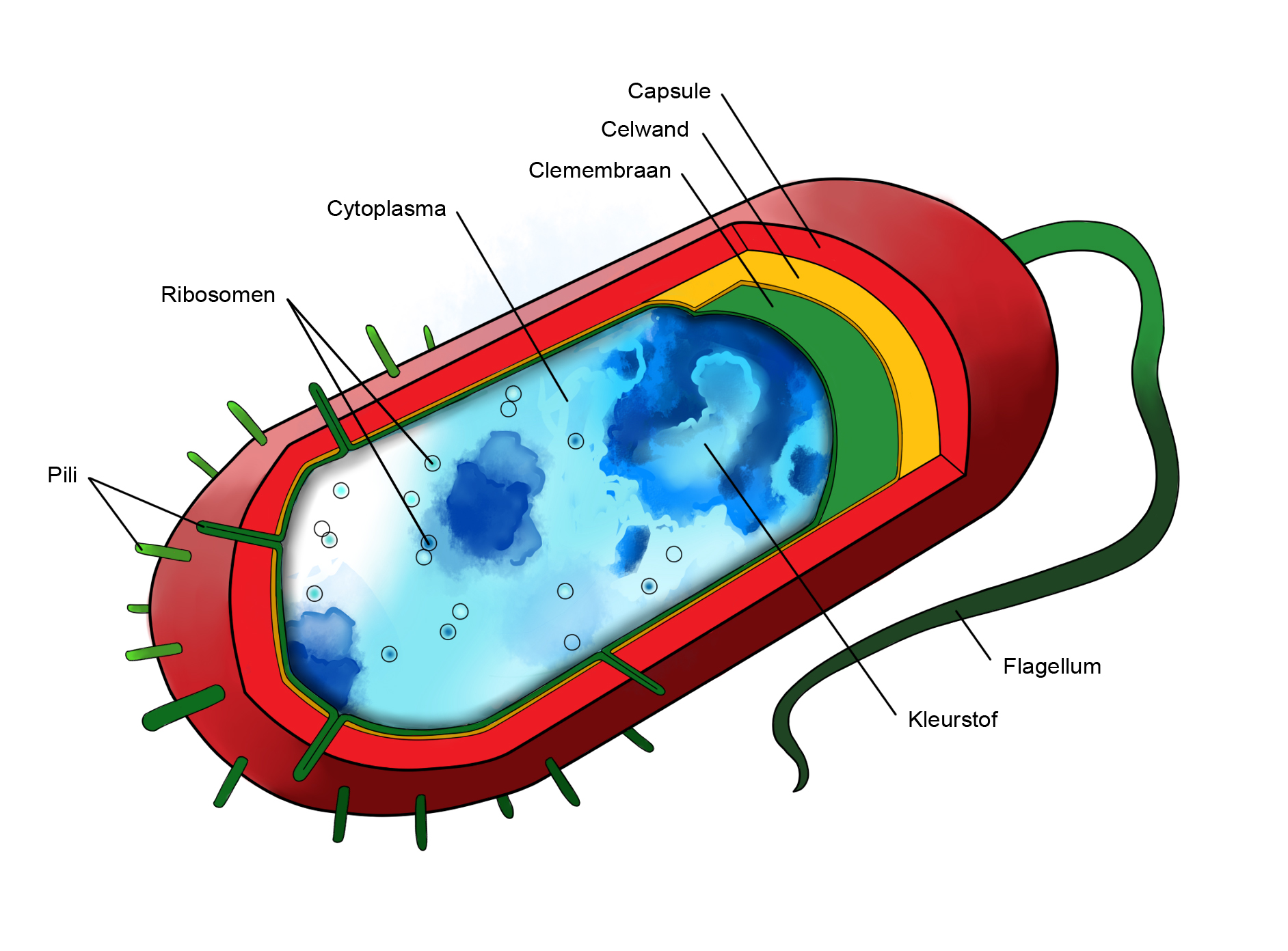 Bacterie met kleursof